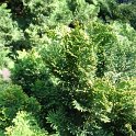 Chamaecyparis obtusa
